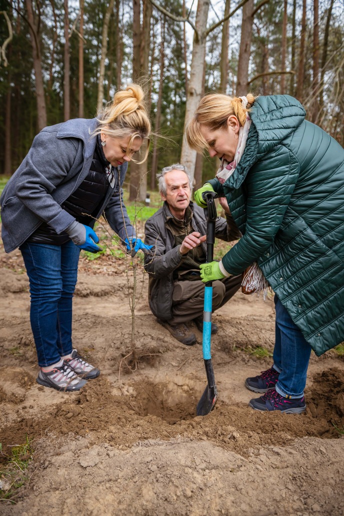 Leśniczy i dwie pracownice banku podczas sadzenia sadzonki